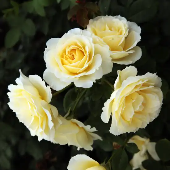 Trandafiri hibrizi Tea - Trandafiri - Iris Honey - 
